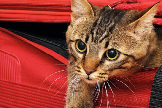 Organiser ses vacances avec son animal