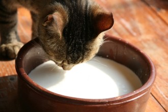 Peut-on donner du lait à son chat ?