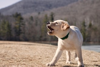 Comment empêcher votre chien d'aboyer ?