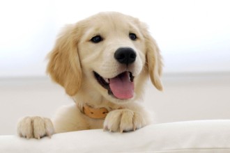 Comment rendre votre chien heureux ?