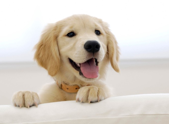 Un chien heureux de voir son maitre rentrer à la maison  Vidéo 