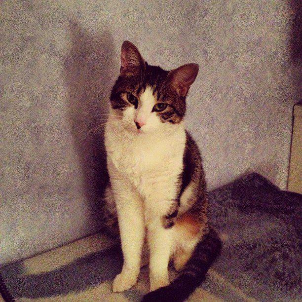 Chat rencontre 17 ans