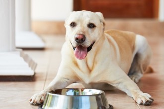 Comment choisir la gamelle de votre chien ?