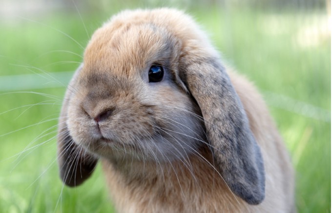 Rencontre entre 2 lapins nains