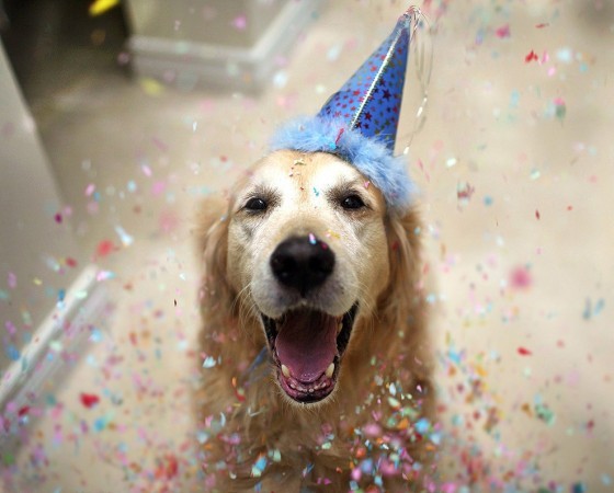 Chien pas content du tout  Image drôle  Animaux 