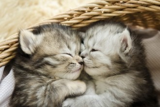 Trois règles d'or pour bien éduquer un chaton