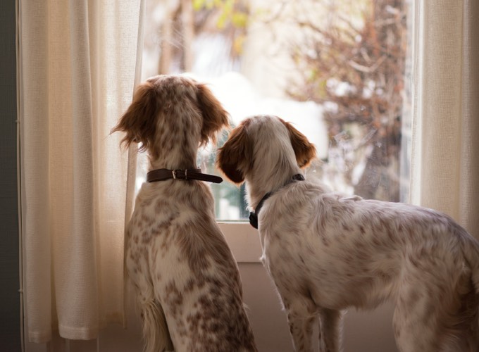 Comment préparer l'arrivée d'un second chien à la maison Comment préparer l'arrivée d'un second chien à la maison