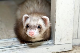 9 aliments déconseillés pour les furets