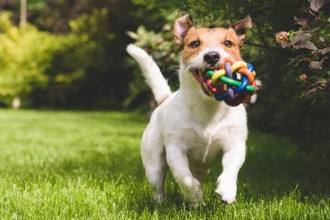 La castration chez le chien