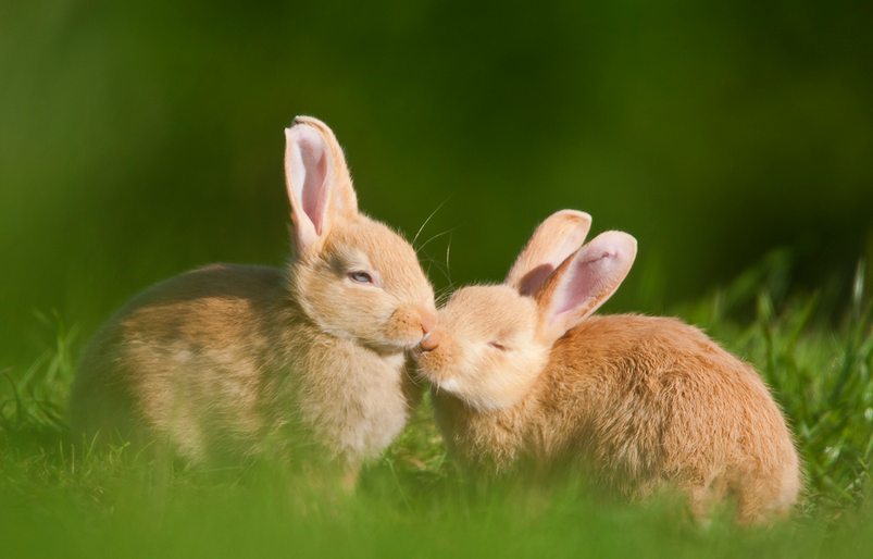 How to stop my rabbit from biting their cage Yummypets