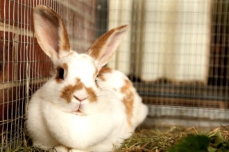 Pourquoi mon lapin ronge les barreaux de sa cage ?