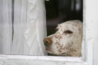 Apprendre la solitude au chien
