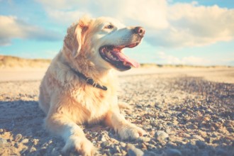 Nos conseils pour emmener son animal à la mer