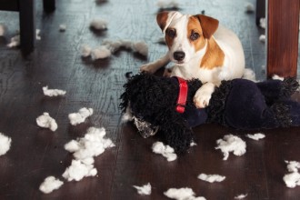 Pourquoi mon chien détruit-il tout ?
