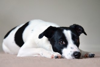 Mon chien a peur de tout : quelles solutions ?