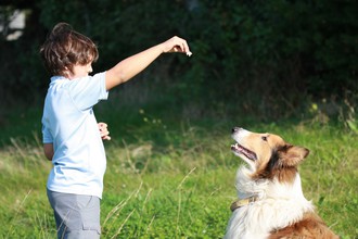 Enseigner l’ordre «assis» à son chien