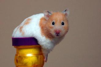 Comment aménager la cage de son hamster