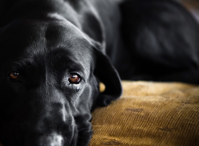 Les animaux pleurentils ? Yummypets