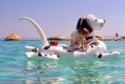 https://d32xvgr96w2oxp.cloudfront.net/2013/08/chien_bouee_piscine.jpg