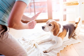 Comment punir son chien ?