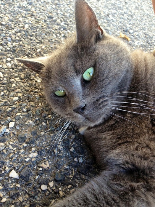 Chat rencontre 62