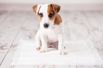Que faire quand son chien n'est plus propre ?