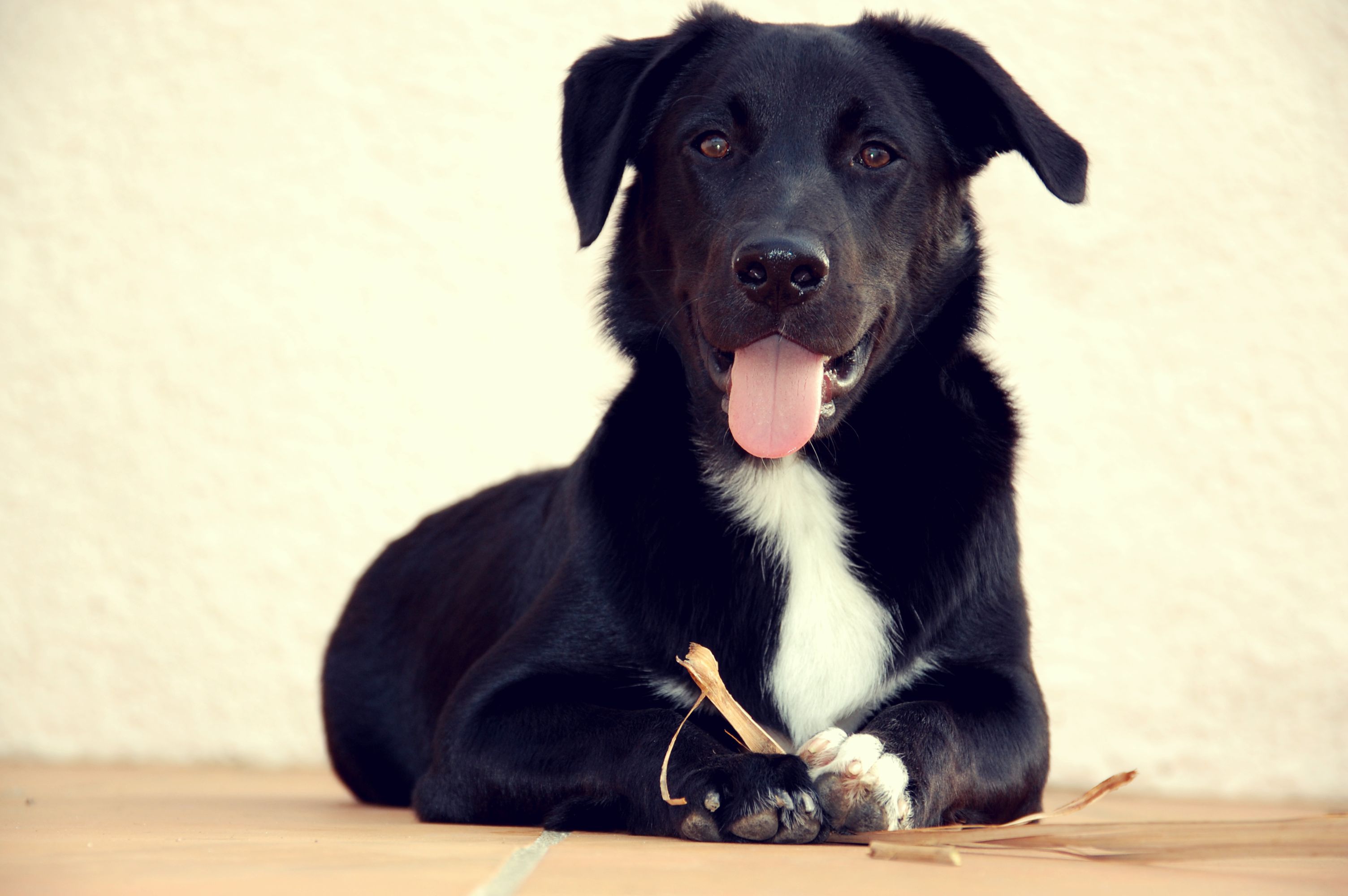 Chien rencontre chien