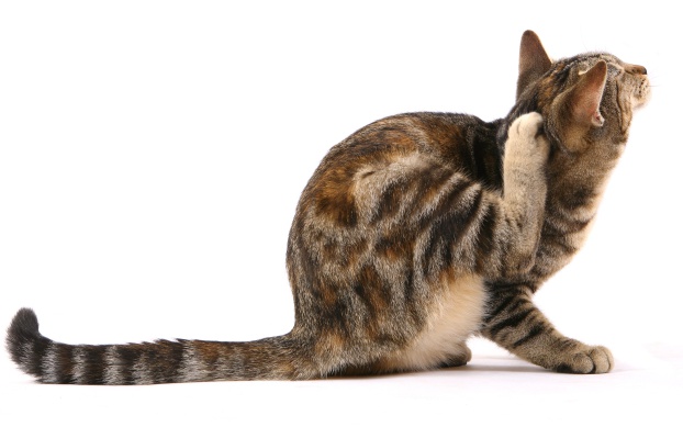 Natural ways to treat fleas - Yummypets