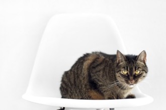 Au secours, mon chat n'est plus propre !
