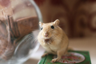 Et si vous adoptiez des gerbilles ?
