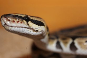 Ce que vous devez savoir sur les serpents
