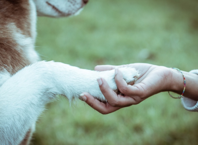 Qu'estce que la médiation animale ? Yummypets