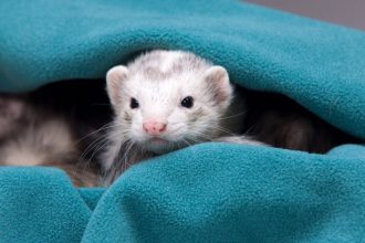 La stérilisation du furet