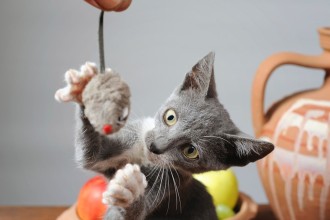Au secours, mon chat devient fou !