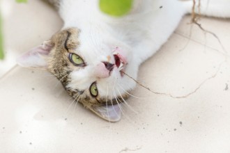 Le cataire : la drogue des chats !