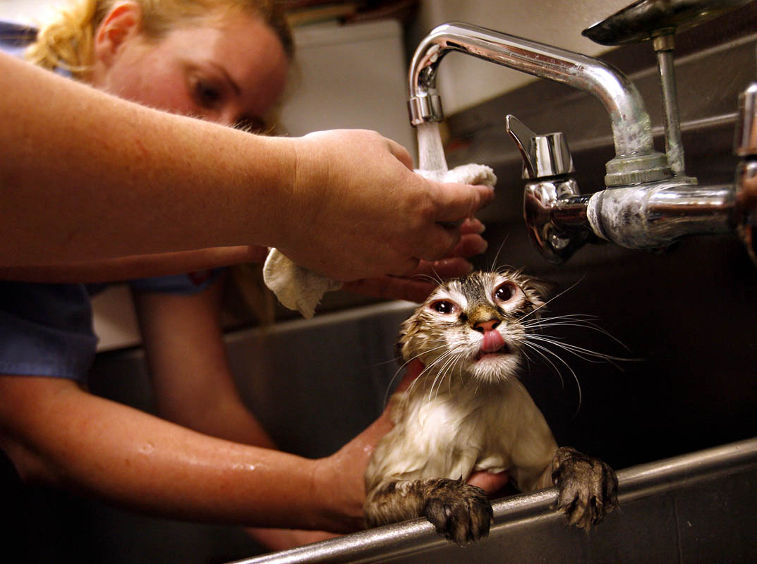 laver un chat angora