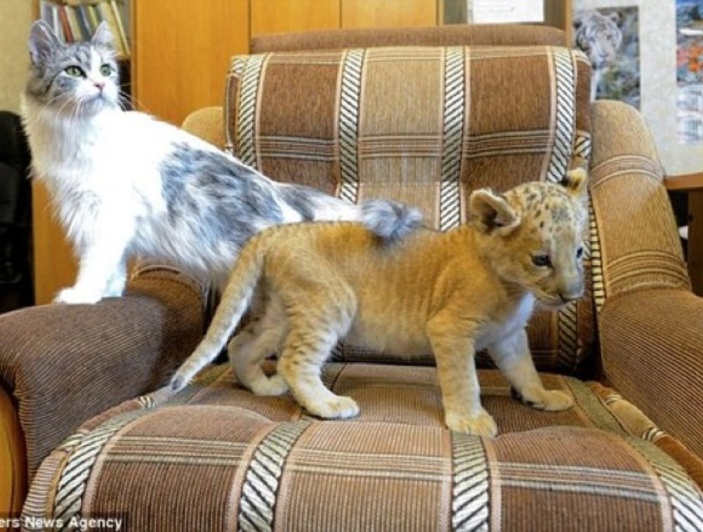 An adorable baby liger befriends a cat Yummypets