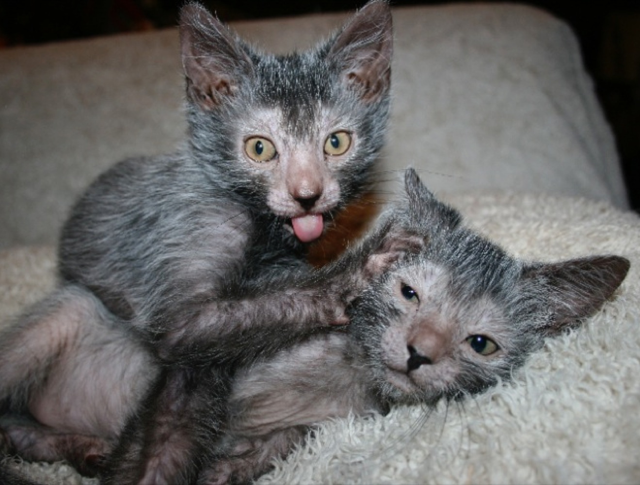 The Lykoi A Cat Hybrid Who Looks Like A Werewolf Yummypets
