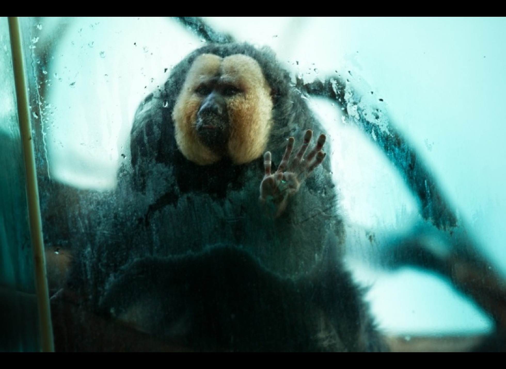 The suffering of zoo animals in photos Yummypets