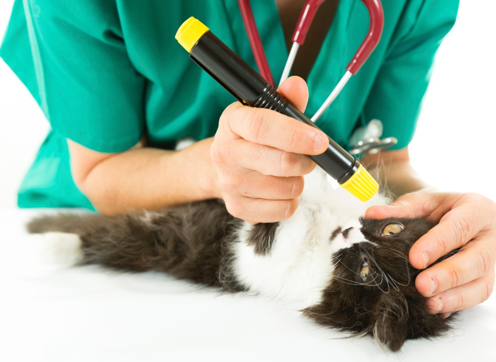 Métier vétérinaire études, compétences, salaire Yummypets