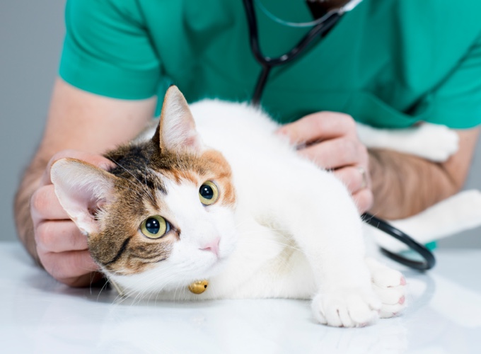 Le traitement contre les parasites dans les yeux par les méthodes nationales