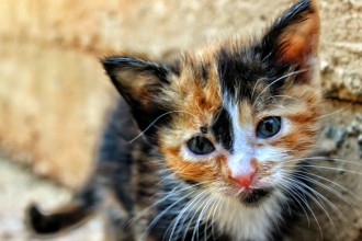 Que faire quand je trouve un chaton ?