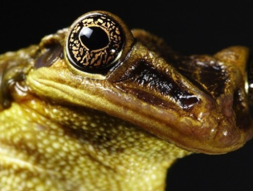 Quelle est la différence entre le crapaud et la grenouille ? Yummypets