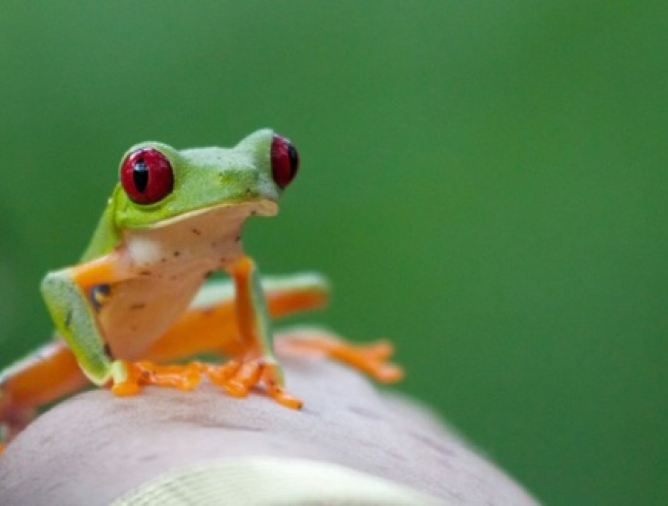 Quelle est la différence entre le crapaud et la grenouille ? Yummypets