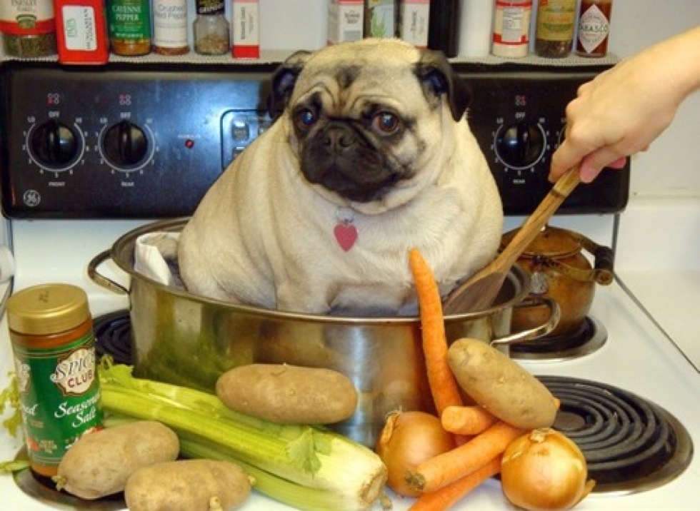 These dressedup pugs is best thing you'll see today Yummypets