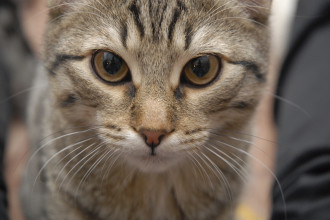La toux chez le chat