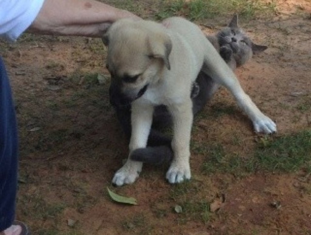 blog_yummypets_chien_chat10_04_14