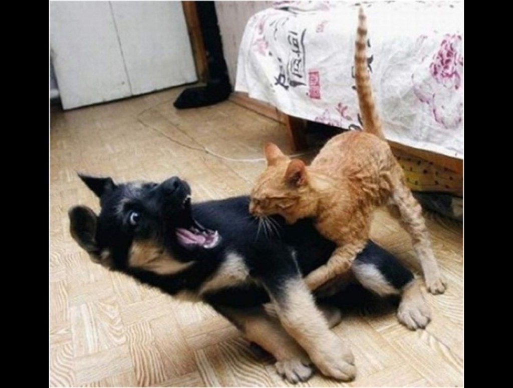 blog_yummypets_chien_chat1_04_14