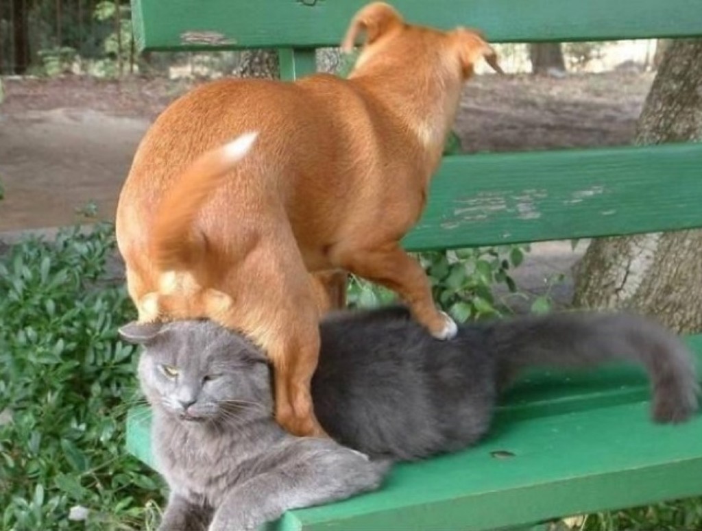 blog_yummypets_chien_chat2_04_14