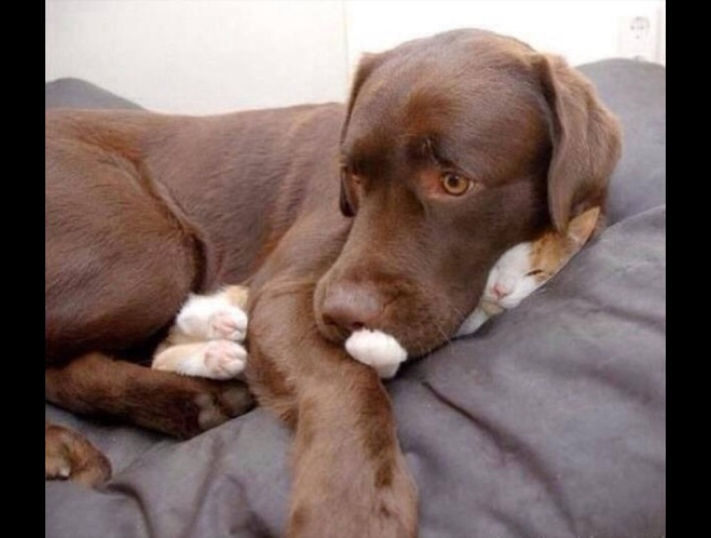 blog_yummypets_chien_chat3_04_14